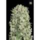 10 UND FEM - WHITE PRUSSIAN * BULK SEED 10 UND FEM