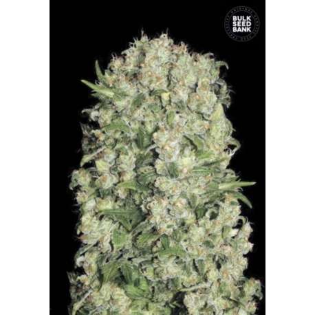10 UND FEM - WHITE PRUSSIAN * BULK SEED 10 UND FEM