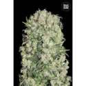 10 UND FEM - WHITE PRUSSIAN * BULK SEED 10 UND FEM