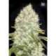 10 UND FEM - WHITE WIDOW * BULK SEED 10 UND FEM
