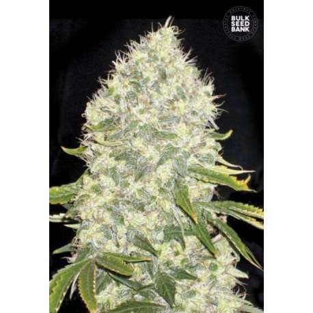 10 UND FEM - WHITE WIDOW * BULK SEED 10 UND FEM