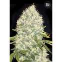 10 UND FEM - WHITE WIDOW * BULK SEED 10 UND FEM