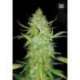 10 UND FEM - AUTO AK * BULK SEED 10 UND FEM