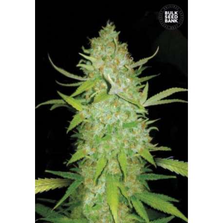 10 UND FEM - AUTO AK * BULK SEED 10 UND FEM