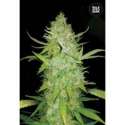10 UND FEM - AUTO AK * BULK SEED 10 UND FEM