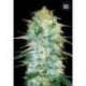 10 UND FEM - AUTO AMNESIA PLATINUM * BULK SEED 10 UND FEM