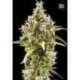 10 UND FEM - AUTO AMNESIA HAZE * BULK SEED 10 UND FEM