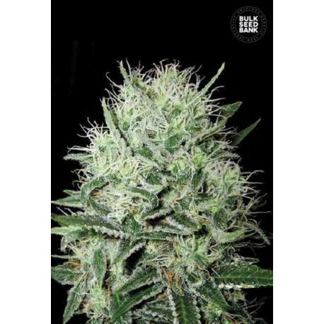 10 UND FEM - AUTO DEVIL KISS * BULK SEED 10 UND FEM