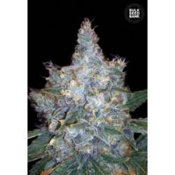 10 UND FEM - AUTO BLUEBERRY BERRY * BULK SEED 10 UND FEM