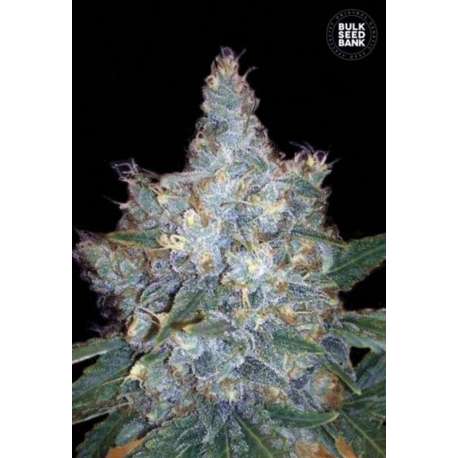 10 UND FEM - AUTO BLUEBERRY BERRY * BULK SEED 10 UND FEM