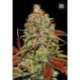 10 UND FEM - AUTO BUBBLEGUM EXTRA * BULK SEED 10 UND FEM