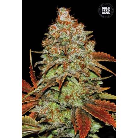 10 UND FEM - AUTO BUBBLEGUM EXTRA * BULK SEED 10 UND FEM