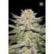 10 UND FEM - AUTO CARAMEL KING * BULK SEED 10 UND FEM