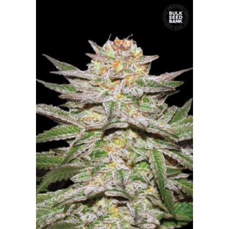 10 UND FEM - AUTO CARAMEL KING * BULK SEED 10 UND FEM