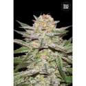 10 UND FEM - AUTO CARAMEL KING * BULK SEED 10 UND FEM