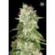10 UND FEM - AUTO CHEESE * BULK SEED 10 UND FEM