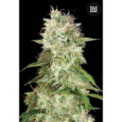 10 UND FEM - AUTO CHEESE * BULK SEED 10 UND FEM