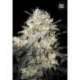 10 UND FEM - AUTO COCOPOPO * BULK SEED 10 UND FEM