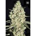 10 UND FEM - AUTO CRITICAL * BULK SEED 10 UND FEM