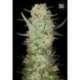 10 UND FEM - AUTO DUBAI POISON * BULK SEED 10 UND FEM