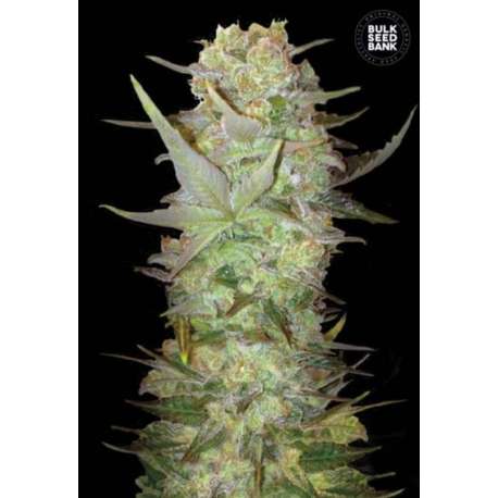 10 UND FEM - AUTO DUBAI POISON * BULK SEED 10 UND FEM