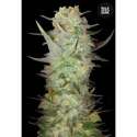 10 UND FEM - AUTO DUBAI POISON * BULK SEED 10 UND FEM