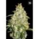 10 UND FEM - AUTO GOOD WILD SHARK * BULK SEED 10 UND