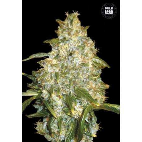 10 UND FEM - AUTO GOOD WILD SHARK * BULK SEED 10 UND