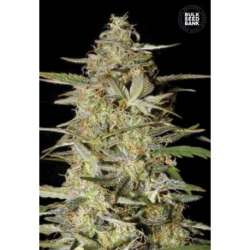 10 UND FEM - AUTO HINDU KUSH * BULK SEED 10 UND