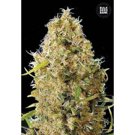 10 UND FEM - AUTO KALI'S MISTERY * BULK SEED 10 UND FEM