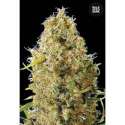 10 UND FEM - AUTO KALI'S MISTERY * BULK SEED 10 UND FEM