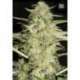 10 UND FEM - AUTO LOVERYDER * BULK SEED 10 UND FEM
