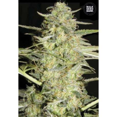 10 UND FEM - AUTO LOVERYDER * BULK SEED 10 UND FEM