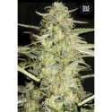 10 UND FEM - AUTO LOVERYDER * BULK SEED 10 UND FEM
