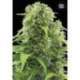 10 UND FEM - AUTO NORTHERN LIGHT * BULK SEED 10 UND FEM