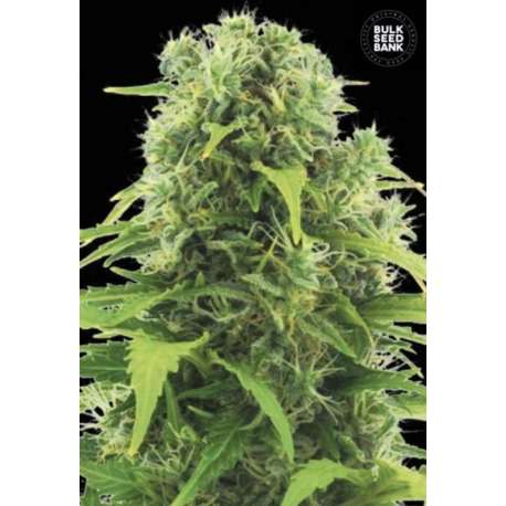 10 UND FEM - AUTO NORTHERN LIGHT * BULK SEED 10 UND FEM
