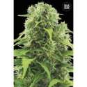 10 UND FEM - AUTO NORTHERN LIGHT * BULK SEED 10 UND FEM