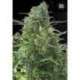 10 UND FEM -AUTO NBA DIESEL * BULK SEED 10 UND FEM