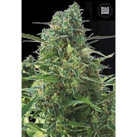 10 UND FEM -AUTO NBA DIESEL * BULK SEED 10 UND FEM