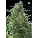 10 UND FEM -AUTO NBA DIESEL * BULK SEED 10 UND FEM
