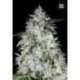 10 UND FEM - AUTO OG KUSH * BULK SEED 10 UND FEM