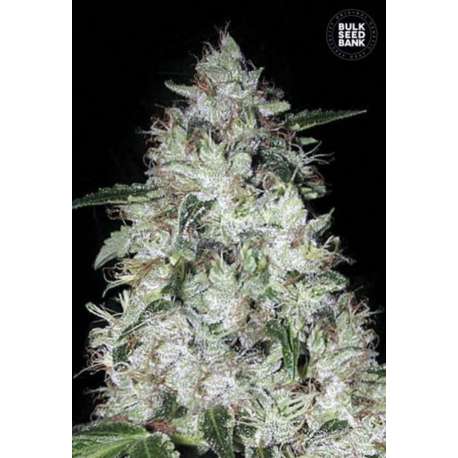 10 UND FEM - AUTO OG KUSH * BULK SEED 10 UND FEM