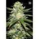 10 UND FEM - AUTO PERFECT POWER PLANT * BULK SEED 10 UND FEM