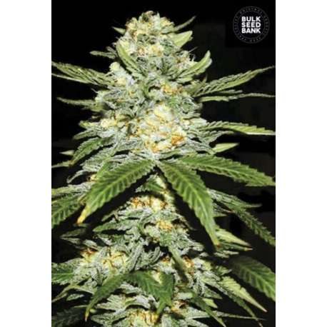 10 UND FEM - AUTO PERFECT POWER PLANT * BULK SEED 10 UND FEM