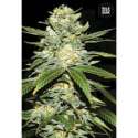 10 UND FEM - AUTO PERFECT POWER PLANT * BULK SEED 10 UND FEM