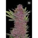 10 UND FEM - AUTO PURPLE GLAM KUSH * BULK SEED 10 UND FEM