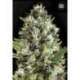 10 UND FEM - AUTO SUNMANGO * BULK SEED 10 UND FEM