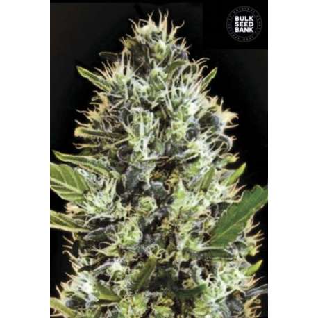 10 UND FEM - AUTO SUNMANGO * BULK SEED 10 UND FEM