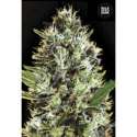 10 UND FEM - AUTO SUNMANGO * BULK SEED 10 UND FEM