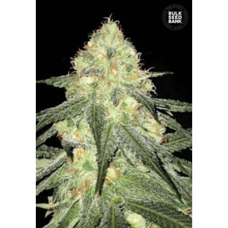 10 UND FEM - AUTO SOUR DIESEL * BULK SEED 10 UND FEM